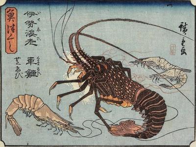 https://imgc.allpostersimages.com/img/posters/lobster-prawn-and-shrimps-1830-1844_u-L-Q1HL9NE0.jpg?artPerspective=n