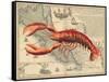 Lobster print on Nautical Map-Fab Funky-Framed Stretched Canvas