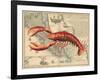 Lobster print on Nautical Map-Fab Funky-Framed Art Print