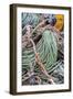 Lobster rope in Bernard, Maine, USA-Chuck Haney-Framed Photographic Print