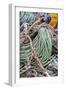 Lobster rope in Bernard, Maine, USA-Chuck Haney-Framed Photographic Print