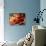 Lobster, Shrimp and Crab-Steven Morris-Photographic Print displayed on a wall