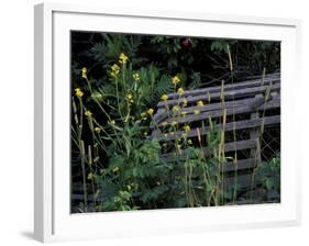 Lobster Traps, Maine, USA-Jerry & Marcy Monkman-Framed Photographic Print