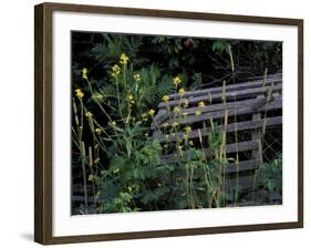 Lobster Traps, Maine, USA-Jerry & Marcy Monkman-Framed Photographic Print