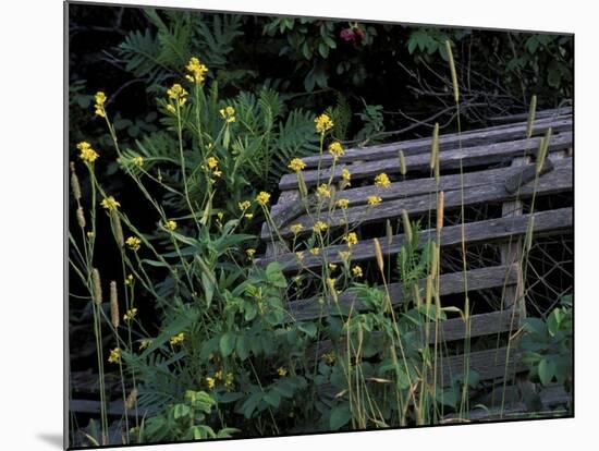 Lobster Traps, Maine, USA-Jerry & Marcy Monkman-Mounted Photographic Print