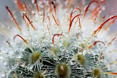 Close up of Globe Shaped Cactus with Long Thorns-lobster20-Laminated Photographic Print