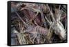 Lobsters, Anegada Island, British Virgin Islands, West Indies, Caribbean, Central America-Jean-Pierre DeMann-Framed Stretched Canvas