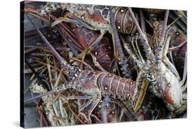 Lobsters, Anegada Island, British Virgin Islands, West Indies, Caribbean, Central America-Jean-Pierre DeMann-Stretched Canvas