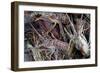 Lobsters, Anegada Island, British Virgin Islands, West Indies, Caribbean, Central America-Jean-Pierre DeMann-Framed Photographic Print