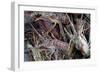 Lobsters, Anegada Island, British Virgin Islands, West Indies, Caribbean, Central America-Jean-Pierre DeMann-Framed Photographic Print