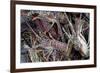 Lobsters, Anegada Island, British Virgin Islands, West Indies, Caribbean, Central America-Jean-Pierre DeMann-Framed Photographic Print