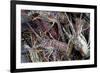 Lobsters, Anegada Island, British Virgin Islands, West Indies, Caribbean, Central America-Jean-Pierre DeMann-Framed Photographic Print