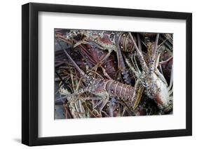 Lobsters, Anegada Island, British Virgin Islands, West Indies, Caribbean, Central America-Jean-Pierre DeMann-Framed Photographic Print