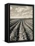 Local Farmland-Jerry Cooke-Framed Stretched Canvas