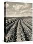 Local Farmland-Jerry Cooke-Stretched Canvas