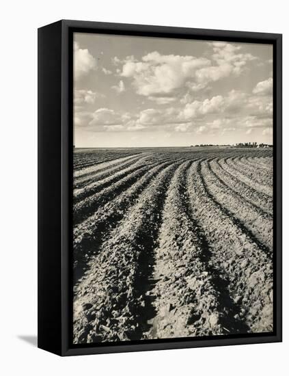 Local Farmland-Jerry Cooke-Framed Stretched Canvas