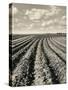 Local Farmland-Jerry Cooke-Stretched Canvas