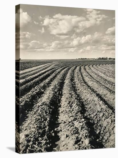 Local Farmland-Jerry Cooke-Stretched Canvas