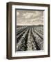 Local Farmland-Jerry Cooke-Framed Photographic Print