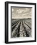 Local Farmland-Jerry Cooke-Framed Photographic Print