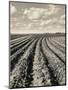 Local Farmland-Jerry Cooke-Mounted Photographic Print