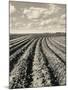 Local Farmland-Jerry Cooke-Mounted Photographic Print