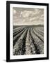 Local Farmland-Jerry Cooke-Framed Photographic Print