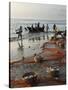 Local Fishermen Landing Catch, Benaulim, Goa, India, Asia-Stuart Black-Stretched Canvas