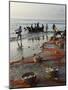 Local Fishermen Landing Catch, Benaulim, Goa, India, Asia-Stuart Black-Mounted Photographic Print