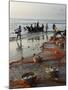 Local Fishermen Landing Catch, Benaulim, Goa, India, Asia-Stuart Black-Mounted Photographic Print