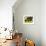 Local Fruits, Maracuja and Nuts, in the Central Market of Belem, Brazil, South America-Olivier Goujon-Framed Photographic Print displayed on a wall