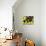 Local Fruits, Maracuja and Nuts, in the Central Market of Belem, Brazil, South America-Olivier Goujon-Photographic Print displayed on a wall