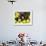 Local Fruits, Maracuja and Nuts, in the Central Market of Belem, Brazil, South America-Olivier Goujon-Framed Photographic Print displayed on a wall