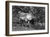 Local Man with a Reindeer, Lyngen, Northern Norway, C1920S-C1930S-null-Framed Giclee Print