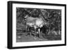 Local Man with a Reindeer, Lyngen, Northern Norway, C1920S-C1930S-null-Framed Giclee Print