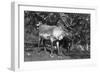 Local Man with a Reindeer, Lyngen, Northern Norway, C1920S-C1930S-null-Framed Giclee Print