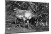 Local Man with a Reindeer, Lyngen, Northern Norway, C1920S-C1930S-null-Mounted Giclee Print