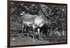 Local Man with a Reindeer, Lyngen, Northern Norway, C1920S-C1930S-null-Framed Giclee Print