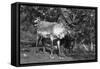 Local Man with a Reindeer, Lyngen, Northern Norway, C1920S-C1930S-null-Framed Stretched Canvas