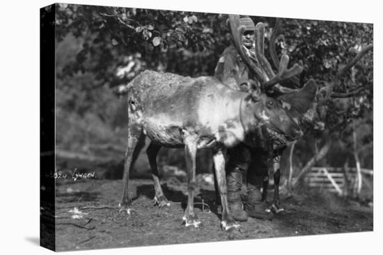 Local Man with a Reindeer, Lyngen, Northern Norway, C1920S-C1930S-null-Stretched Canvas