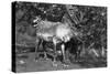 Local Man with a Reindeer, Lyngen, Northern Norway, C1920S-C1930S-null-Stretched Canvas