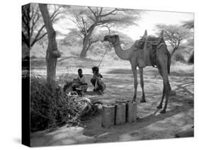 Local Men of Somaliland with Their Camels, 1935-null-Stretched Canvas