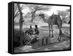 Local Men of Somaliland with Their Camels, 1935-null-Framed Stretched Canvas