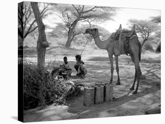 Local Men of Somaliland with Their Camels, 1935-null-Stretched Canvas