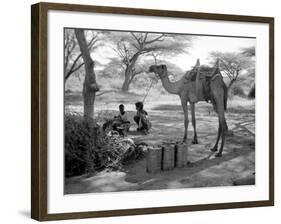 Local Men of Somaliland with Their Camels, 1935-null-Framed Photographic Print