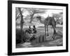 Local Men of Somaliland with Their Camels, 1935-null-Framed Photographic Print