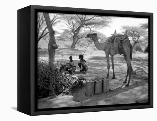 Local Men of Somaliland with Their Camels, 1935-null-Framed Stretched Canvas