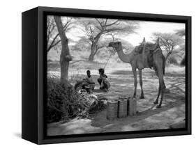 Local Men of Somaliland with Their Camels, 1935-null-Framed Stretched Canvas