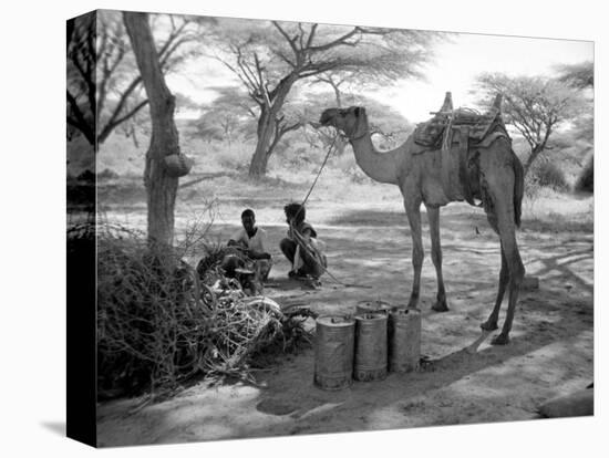 Local Men of Somaliland with Their Camels, 1935-null-Stretched Canvas