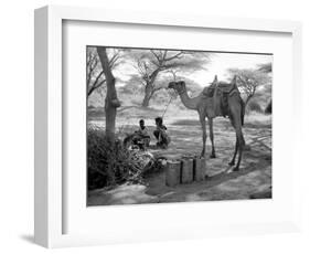 Local Men of Somaliland with Their Camels, 1935-null-Framed Photographic Print